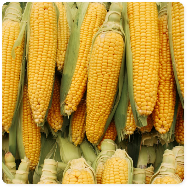 Illustration for Made from Corn